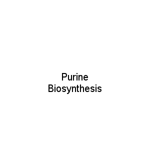 Purine Biosynthesis